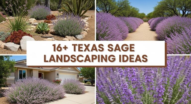 16+ Texas Sage Landscaping Ideas for Drought-Resistant Beauty