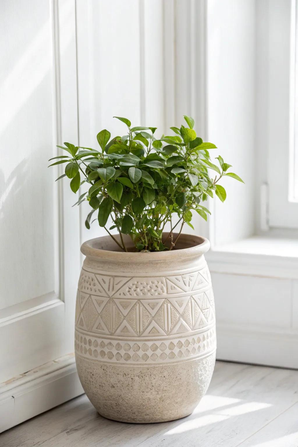 Elevate your space with the natural charm of indoor plants in chic, handcrafted pots. 🌿✨